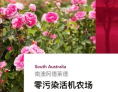 澳洲高端美妝品牌Jurlique茱莉蔻，成功入駐圣悅詩國際連鎖系統(tǒng)